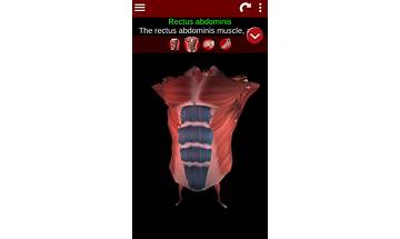 The Muscular System Manual for Android - Download the APK from Habererciyes